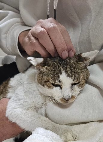 抱っこされる猫2