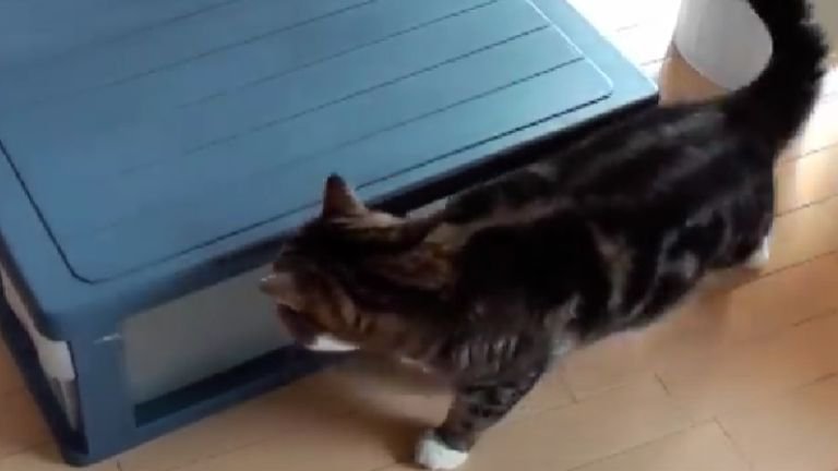 箱をチェックしている猫