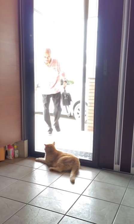 おじいちゃんを出迎える猫