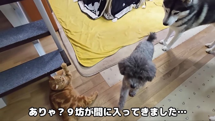 間に入るきゅうちゃん