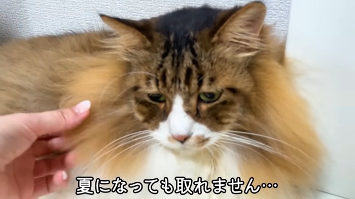 首周りの毛を触られる猫