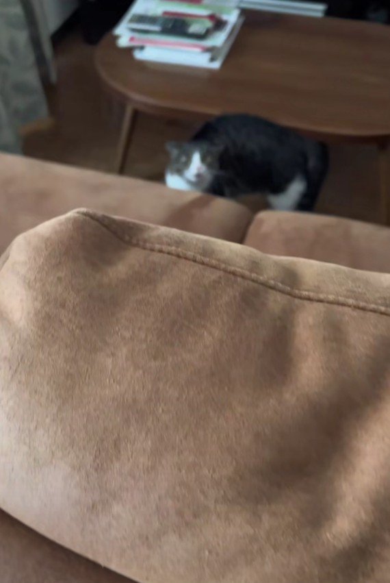 ソファの向こうのはなちゃん