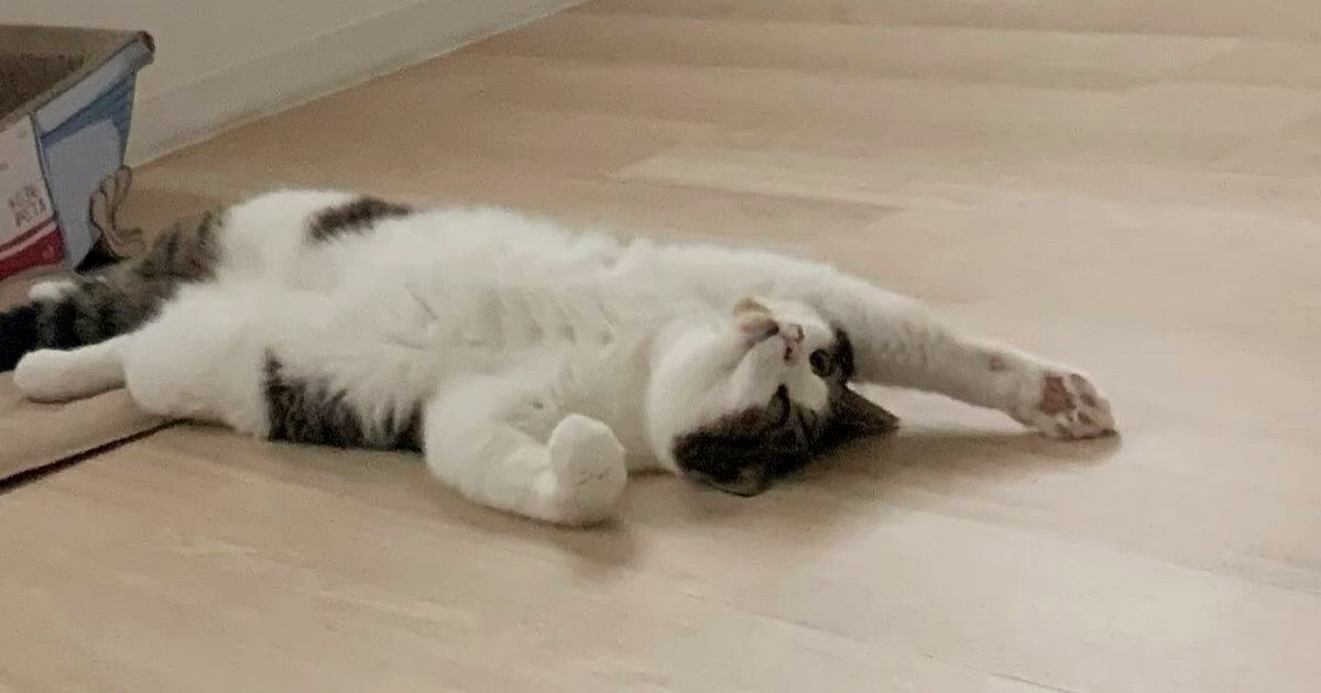 室内にいる猫
