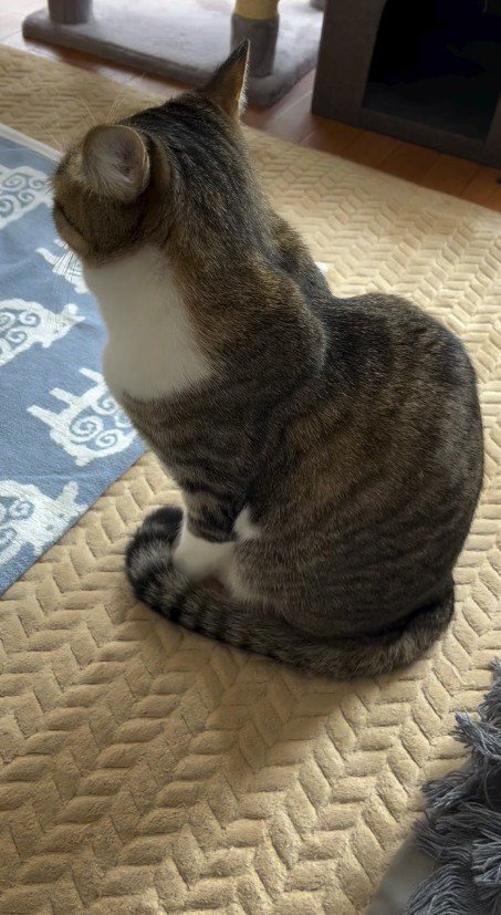 飼い主に名前を呼ばれた猫