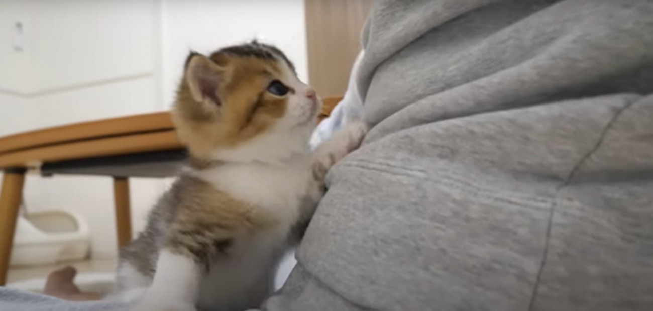 よじ登るニコちゃん