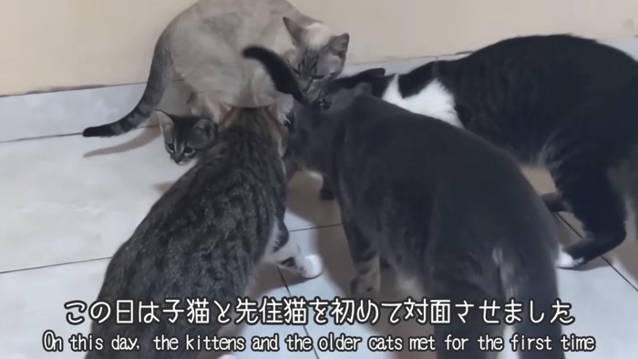 「この日は子猫と先住猫を...」のテロップ写真