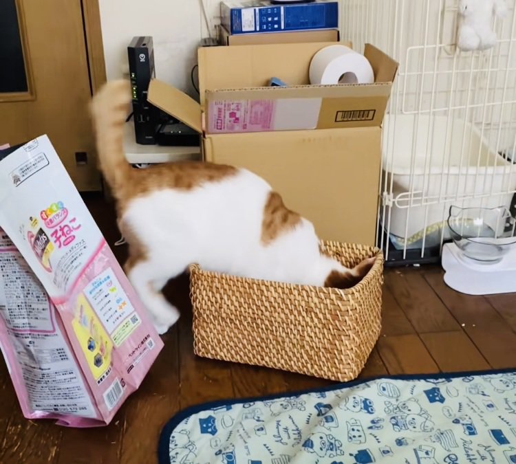 カゴに入ろうとする茶白猫