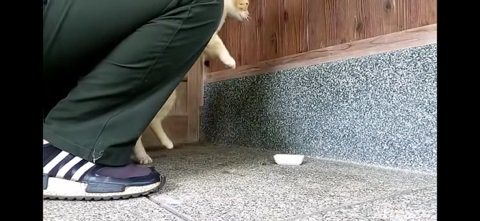 猫を持ち上げる緑色のズボンの人