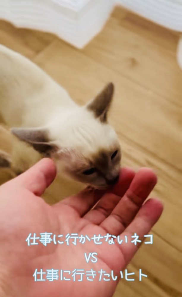 飼い主さんの指を吸う子猫