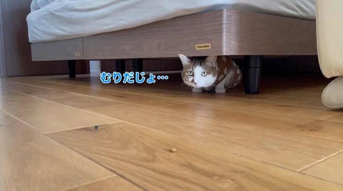 ベッドの下に隠れておやつをみている猫