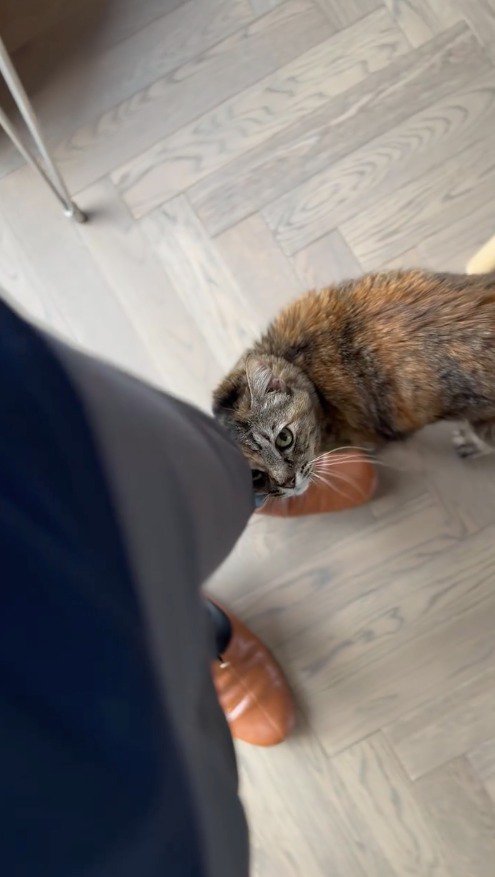 スタッフを見上げる麦わら猫