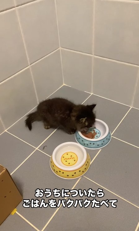 タイルの上でご飯を食べる子猫