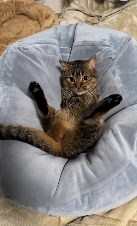 クッションにお尻がはまっているマンチカン