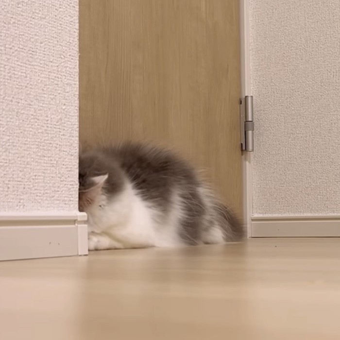 壁に隠れる猫の写真