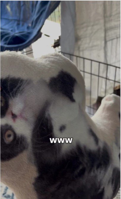 猫の写真が印刷されたクッション