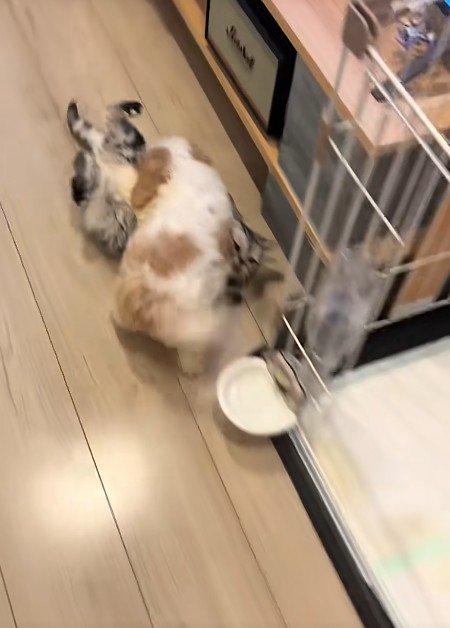 猫を押し倒す犬