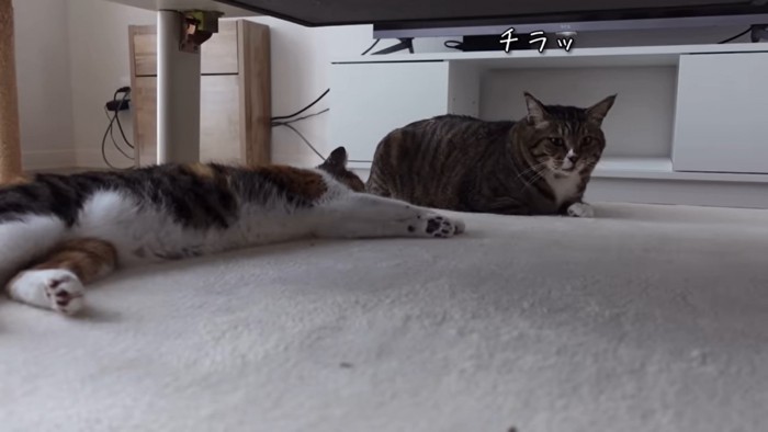 ナラ姫の隣を狙うほたて