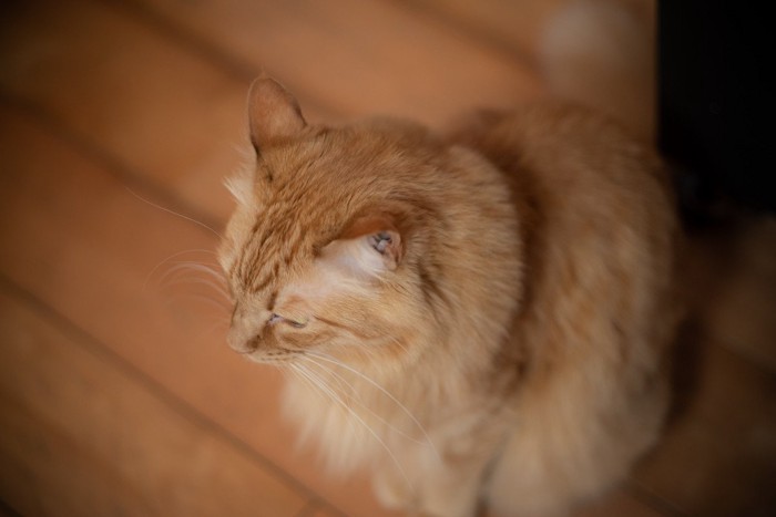 落ち込んだ様子の猫