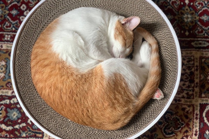 アンモニャイト