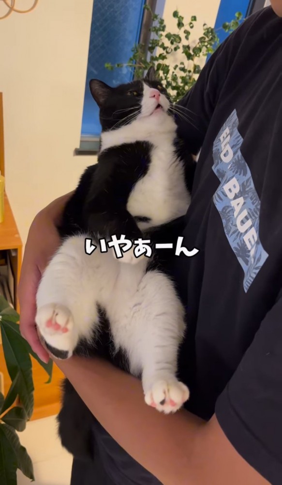 男性に抱っこされる猫「いやぁーん」の文字