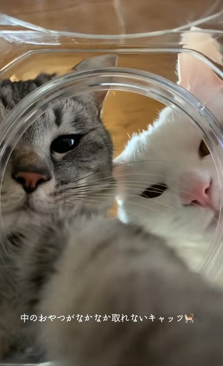 瓶の中に手を入れるキジトラと覗く白猫