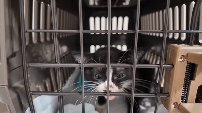 キャリーの中にいる子猫