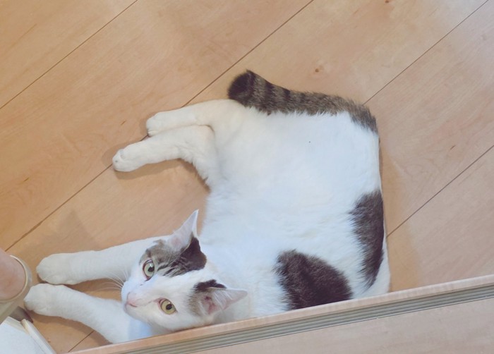 寝転がるきに丸ちゃん