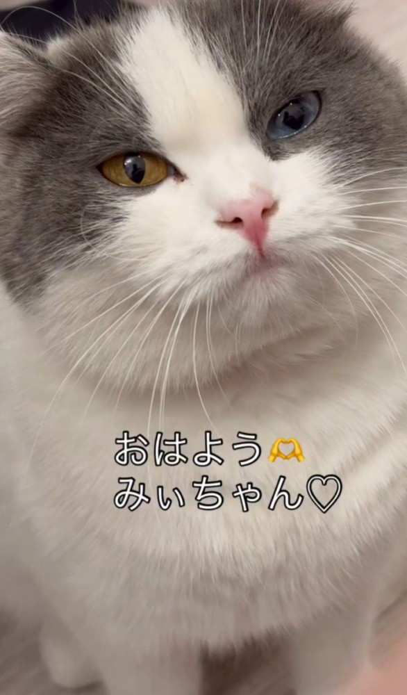 白灰猫の顔アップ