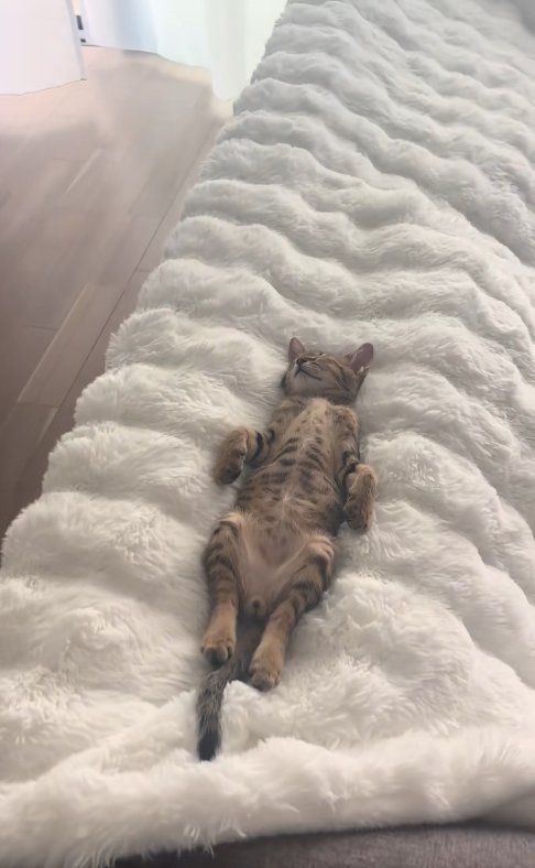 ソファの背もたれの隙間で寝ている子猫（ややアップ全体）
