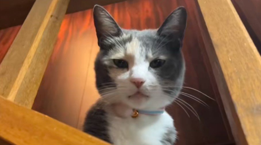 夏毛のにゃうちゃん