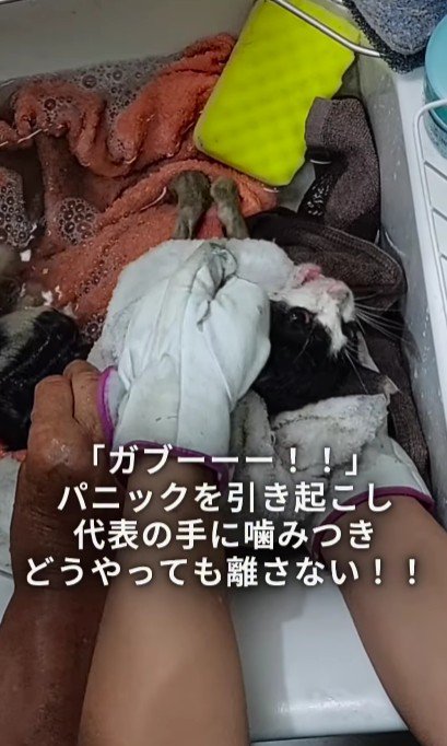 洗われている子猫