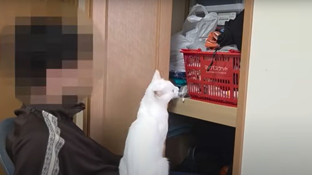 クローゼットの中を眺める猫