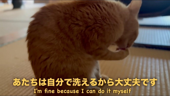 毛繕いをする茶トラ猫