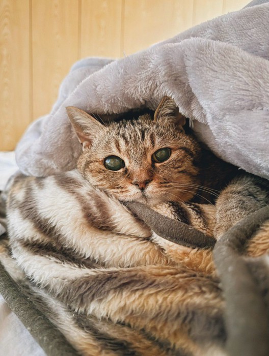 毛布にくるまった猫