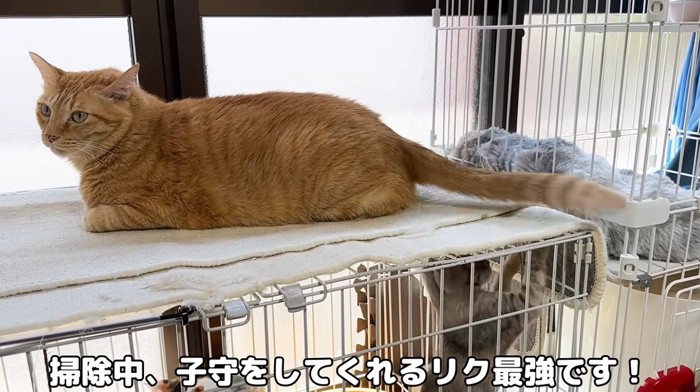 ケージの中の子猫とケージの上に乗っている猫