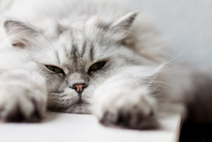 体を伸ばしている長毛種の猫
