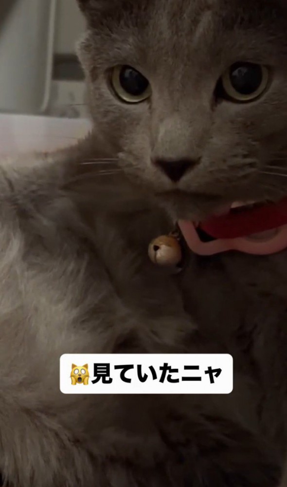 「見ていたニャ」と書かれた写真