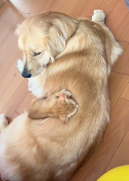 犬の背中で眠る子猫