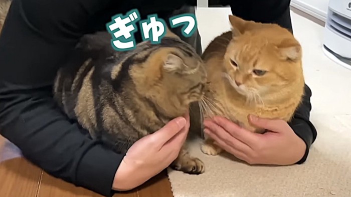 パパに抱かれる2匹