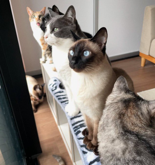 窓際にいる8匹の猫