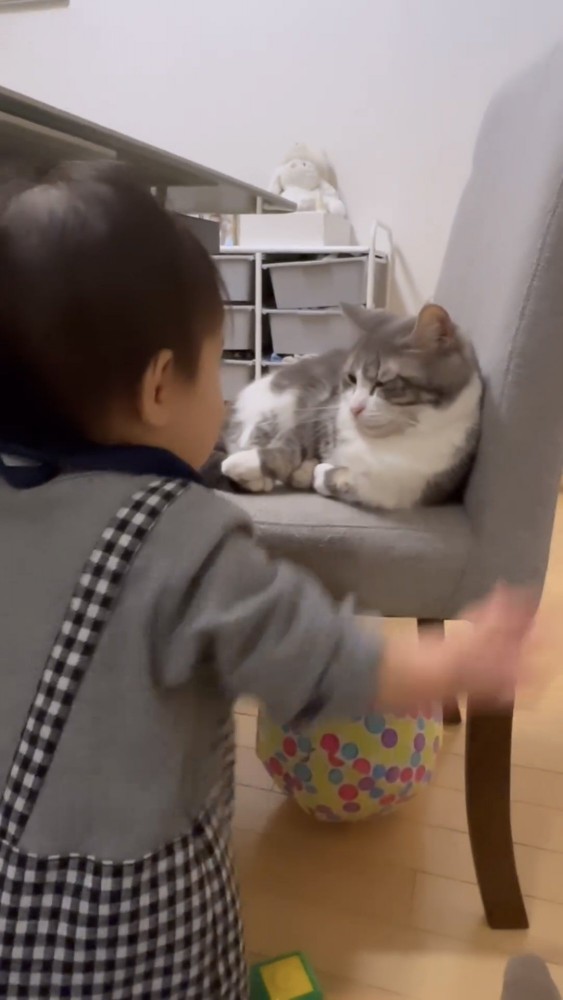 向き合う猫と赤ちゃん