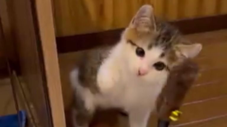 猫じゃらしで遊ぶ子猫