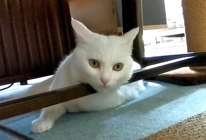 テーブルの脚にあごをのせる猫