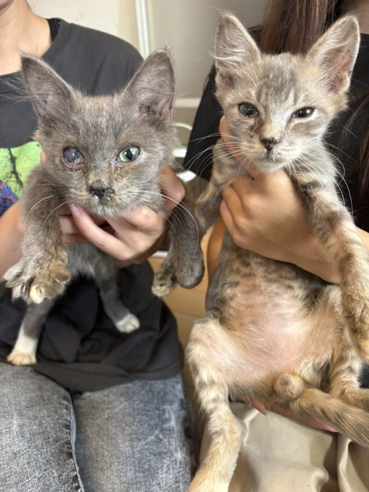 猫風邪をひいた子猫たち