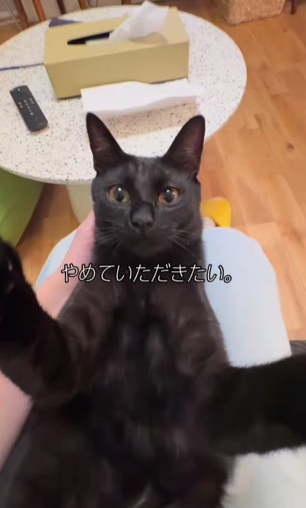 仰向けの猫