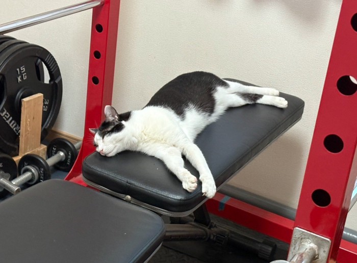 筋トレ器具で眠るみーさん