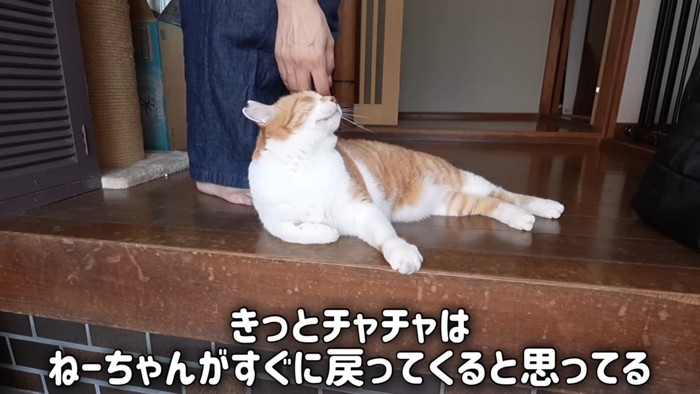 頭をなでられる猫