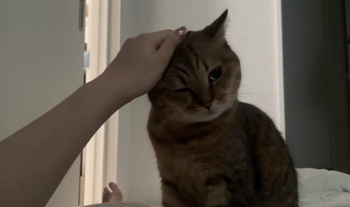 飼い主に撫でられて気持ちよさそうに右目を閉じるミヌエット