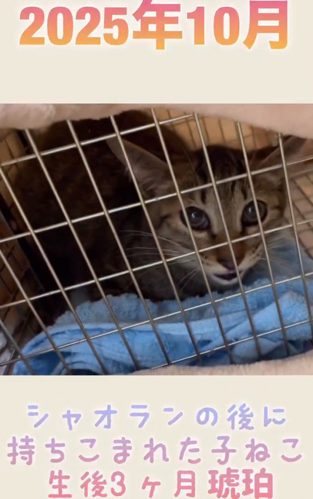 ケージの中にいる子猫