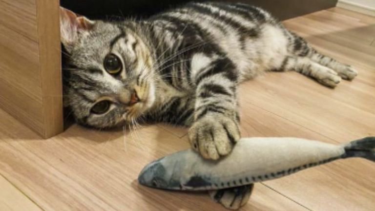 猫と魚のおもちゃ